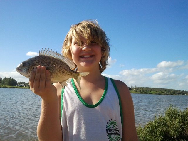 Greenough river Bream